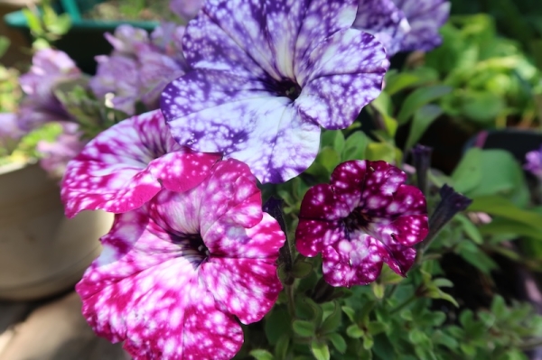 Pianote August 2025, image 2