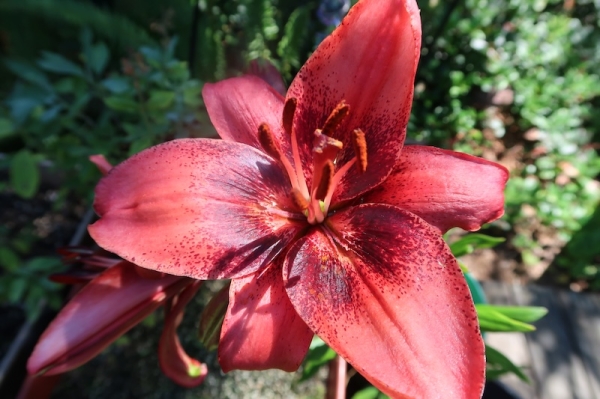 Pianote August 2025, image 3