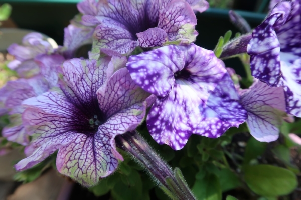 Pianote August 2025, image 4