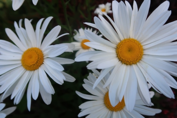 Pianote August 2025, image 5