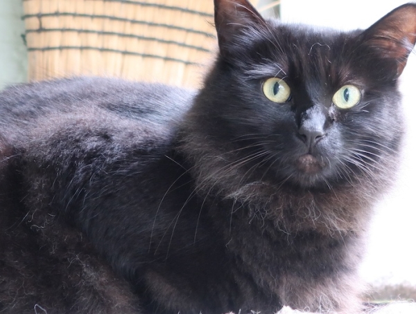 Pianote July 2025, image 3