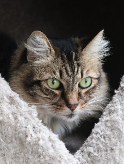 Pianote July 2025, image 4