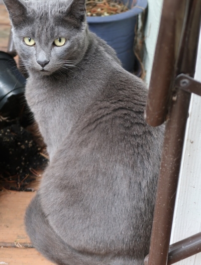 Pianote July 2025, image 5