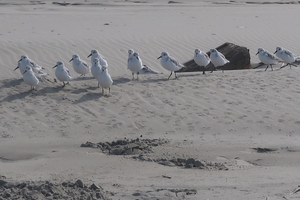 Pianote November 2025, image 5