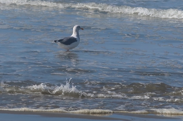 Pianote November 2025, image 6