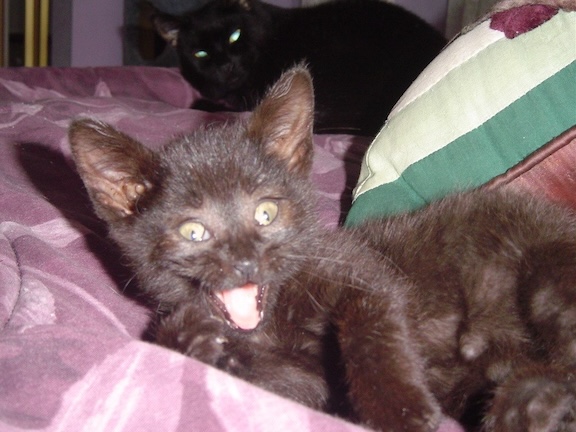 Pianote October 2025, image 1