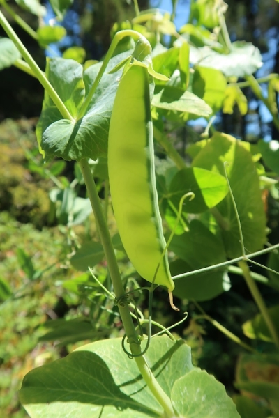 Pianote September 2025, image 1