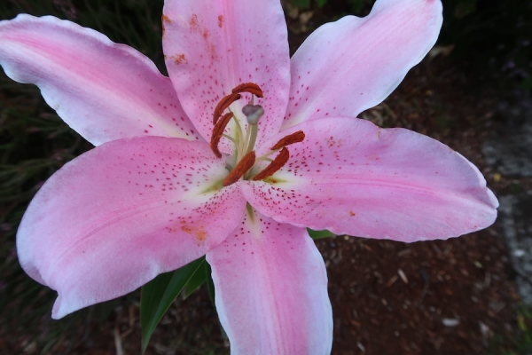 Pianote September 2025, image 2