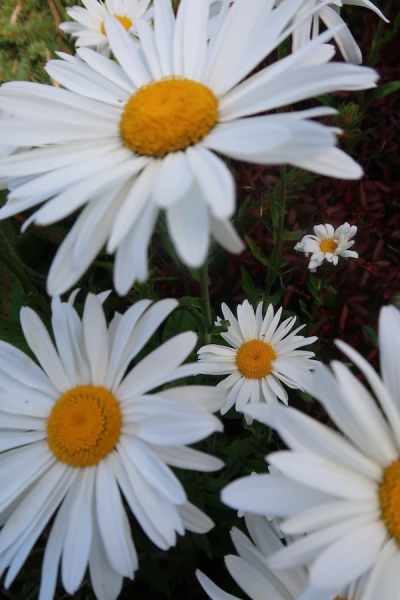 Pianote September 2025, image 3