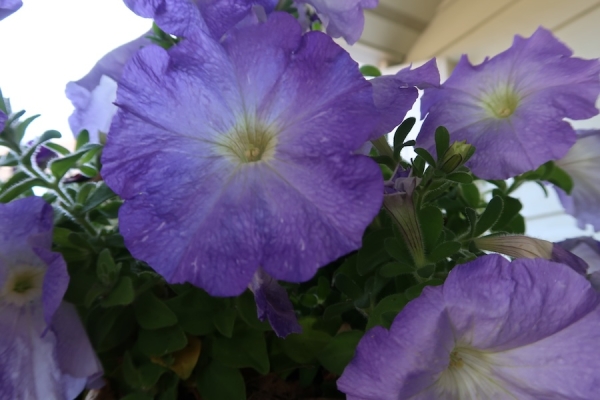 Pianote September 2025, image 4