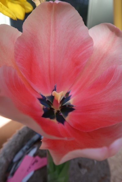 Pianote April 2026, image 1