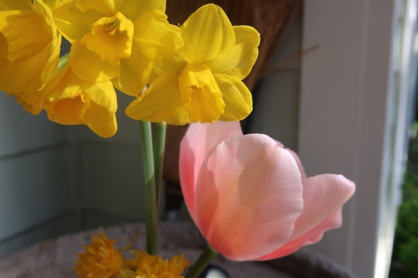 Pianote April 2026, image 2