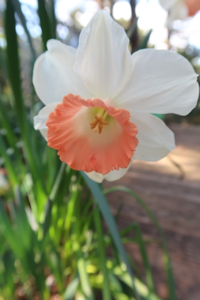 Pianote April 2026, image 3