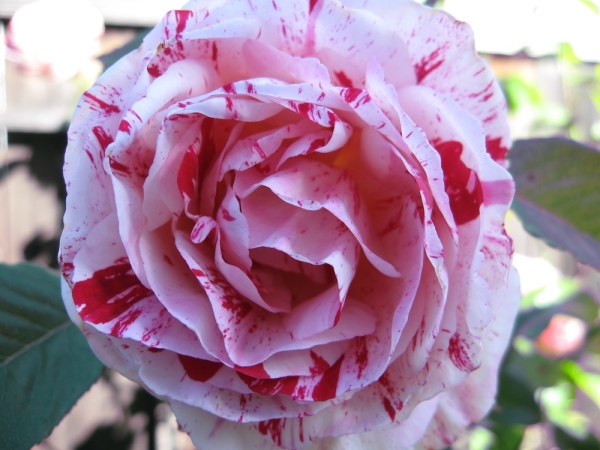 Pianote February 2026, image 1