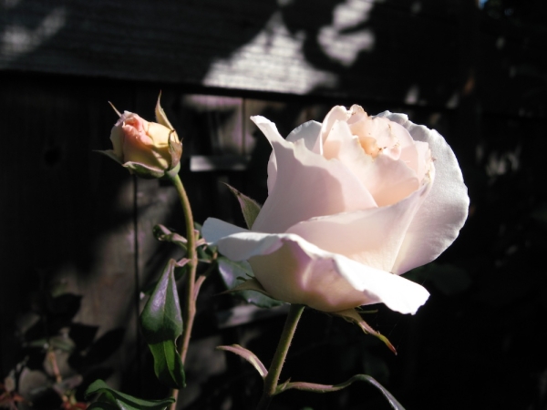 Pianote February 2026, image 2