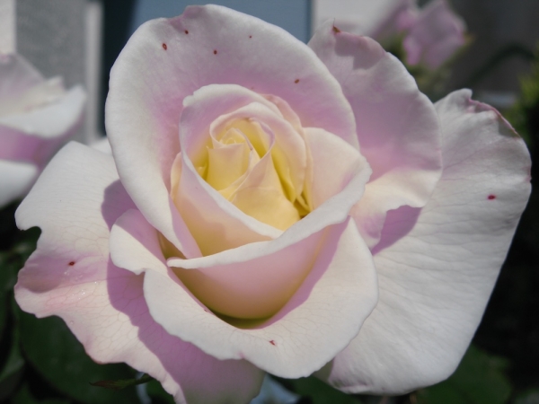 Pianote February 2026, image 3