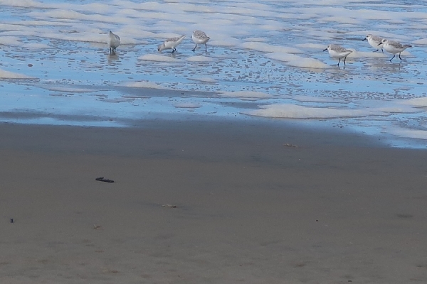 Pianote January 2026, image 1