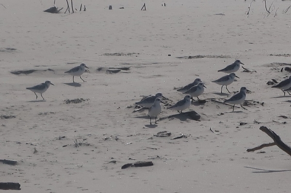 Pianote January 2026, image 2