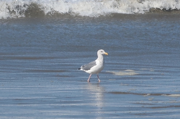 Pianote January 2026, image 4