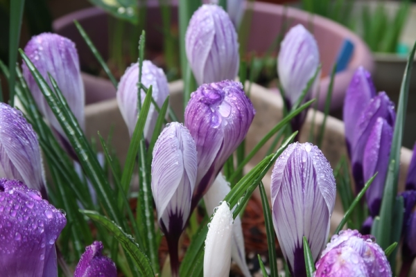 Pianote March 2026, image 2