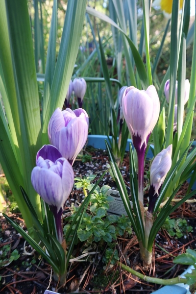 Pianote March 2026, image 4