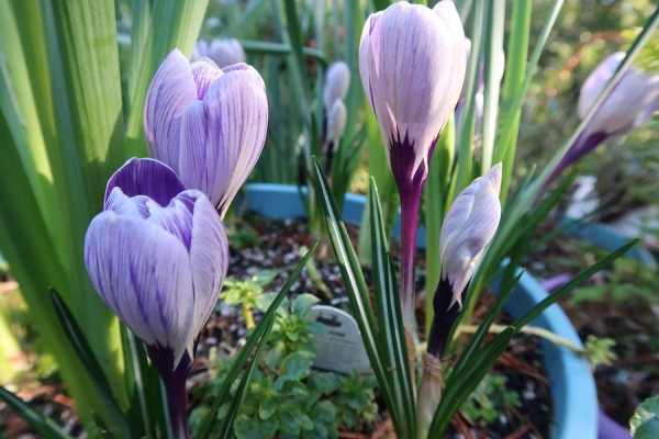 Pianote March 2026, image 6